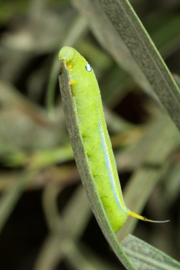 Oleanderschwärmerraupe