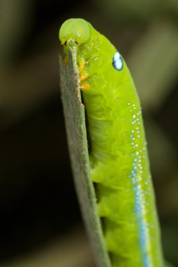 Oleanderschwärmerraupe Kopf