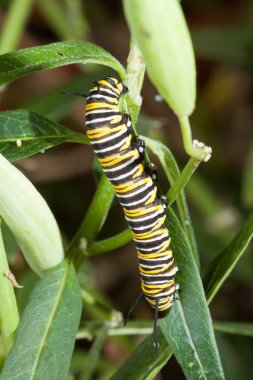 Raupe des Monarchfalters