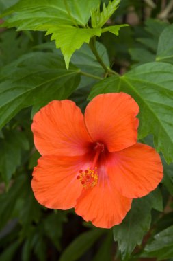 Orangener Hibiskus