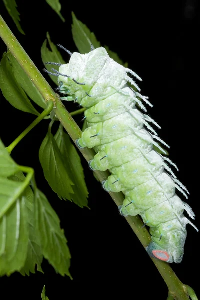 Atlasfalterraupe — Foto de Stock