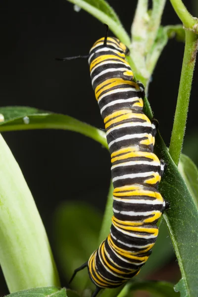 Raupe Monarchfalter — Stok fotoğraf