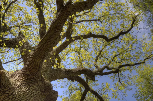 Ağaç taç aşağıdan — Stok fotoğraf