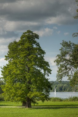 Großer Baum am Tiefen See