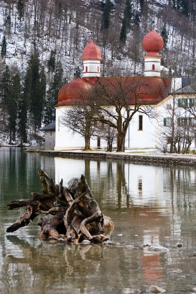 Корень дерева перед церковью — стоковое фото