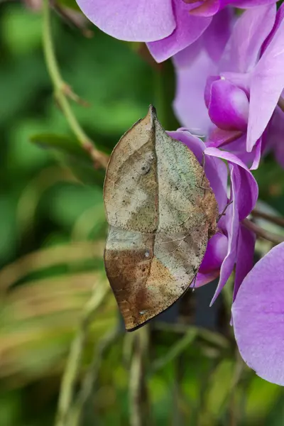 Vlinder aan bloem — Stockfoto