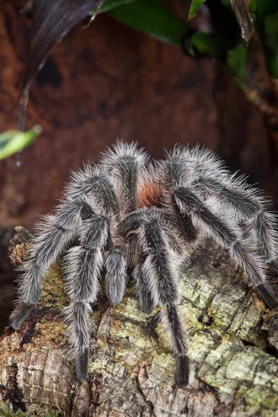 Tarantula terrarium içinde