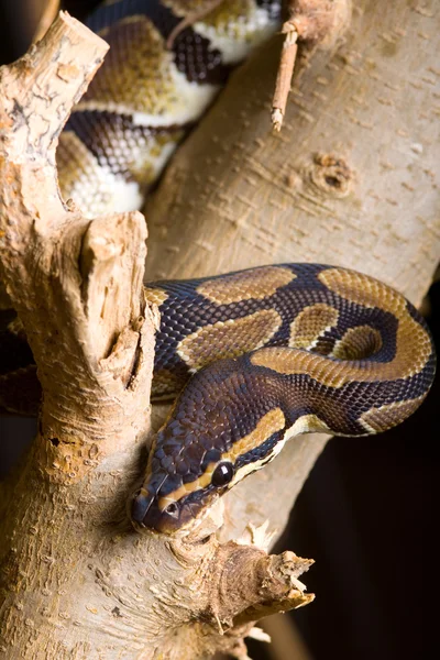 Yukarıdaki Kraliyet python — Stok fotoğraf