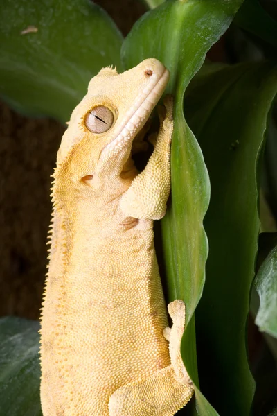 Taç gecko yaprak üzerinde — Stok fotoğraf