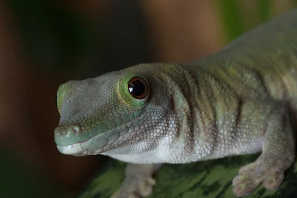 Gecko zblízka — Stock fotografie