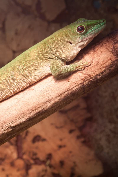 Green gecko on the tree branch — Stock Photo, Image