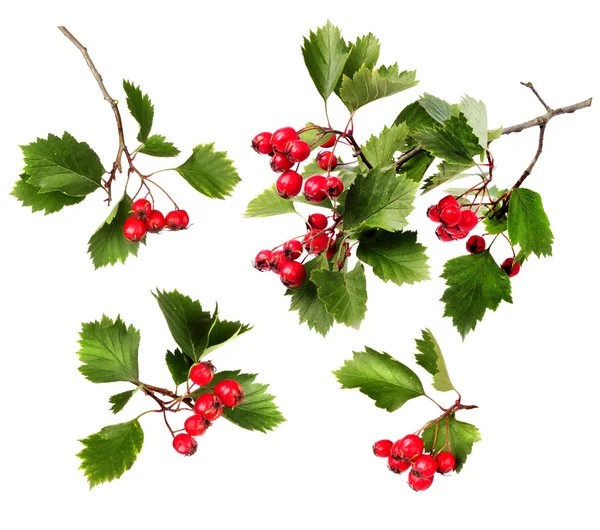Green hawthorn branches red berries — Stock Photo, Image