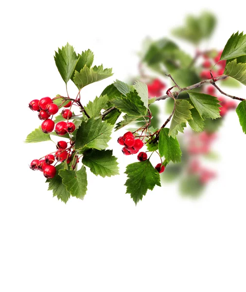 Green hawthorn branch red berries — Stock Photo, Image