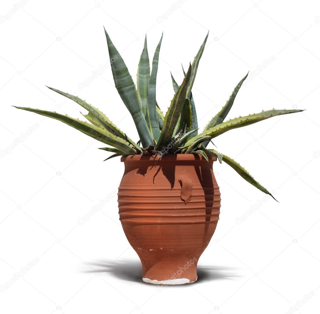 Mediterranean terracotta cactus pot isolated