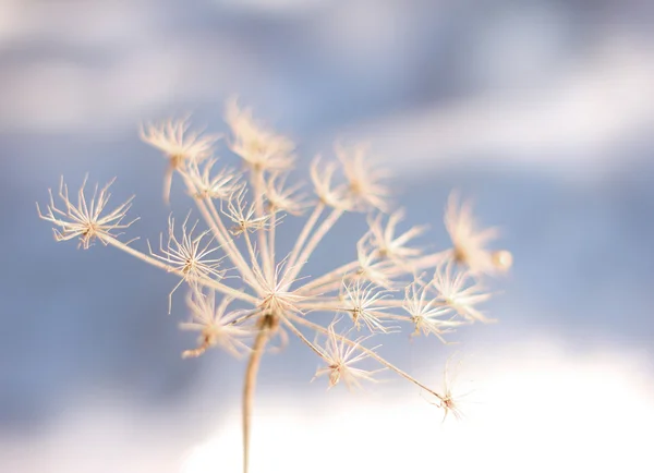 Замороженный цветок в зимний холод — стоковое фото