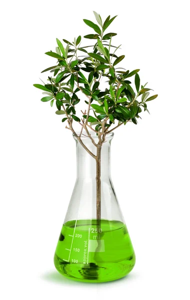 Laboratuvar test kabı içinde büyüyen ağacı — Stok fotoğraf