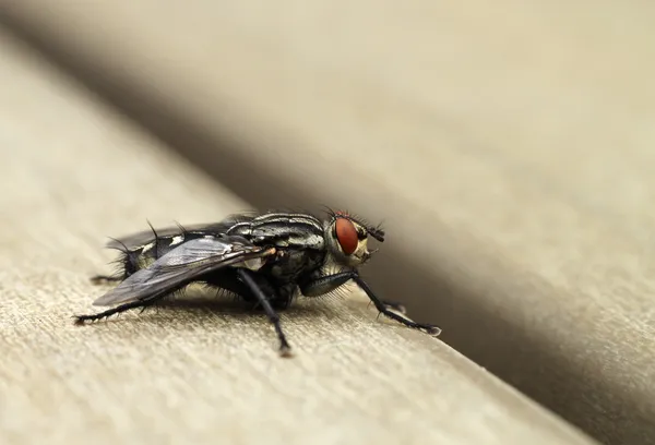 Home fly on table macro closeup — Stock Photo, Image