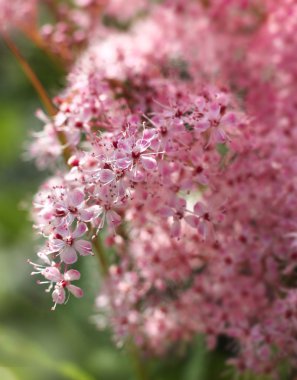 bahar duygu çiçeği