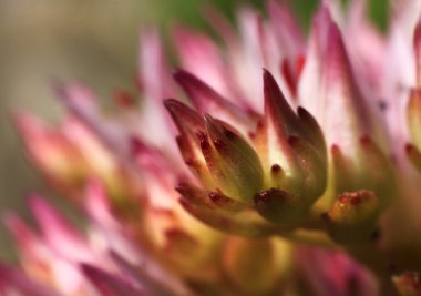 Bahar çiçek büyüme fantezi