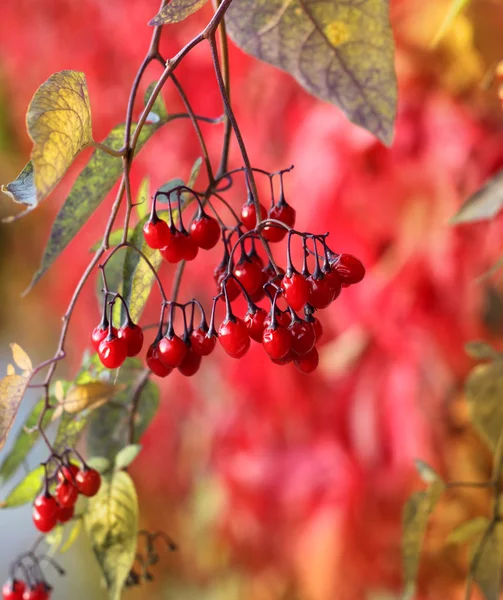 Bacche d'autunno rosse — Foto Stock