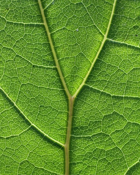 Patrón de textura de células de hoja verde — Foto de Stock