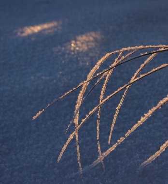 donmuş reed, kış sezonu kavramı