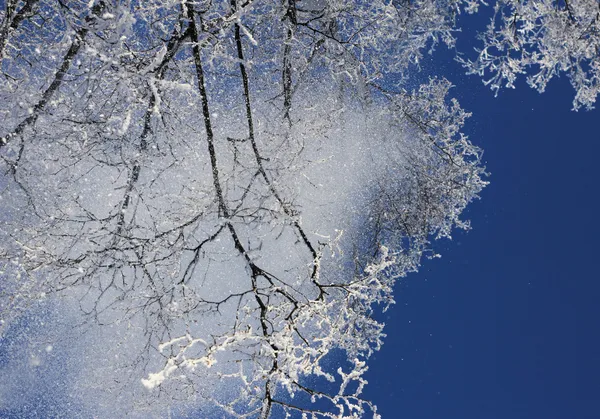 Neve caindo das copas das árvores — Fotografia de Stock