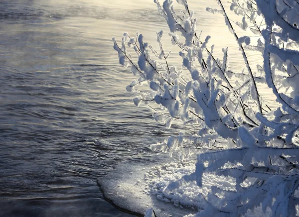 Frozen branches near open water — Stock Photo, Image
