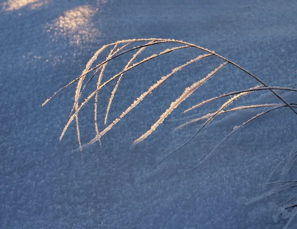 Reed congelado, conceito temporada de inverno — Fotografia de Stock