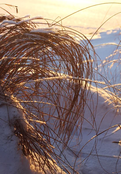 Roseaux et foin congelés, concept d'hiver — Photo