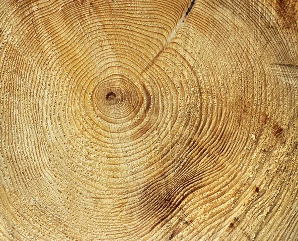 Annual growth rings — Stock Photo, Image