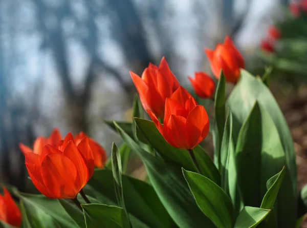 Red spring tulips in garden — Stock Photo, Image