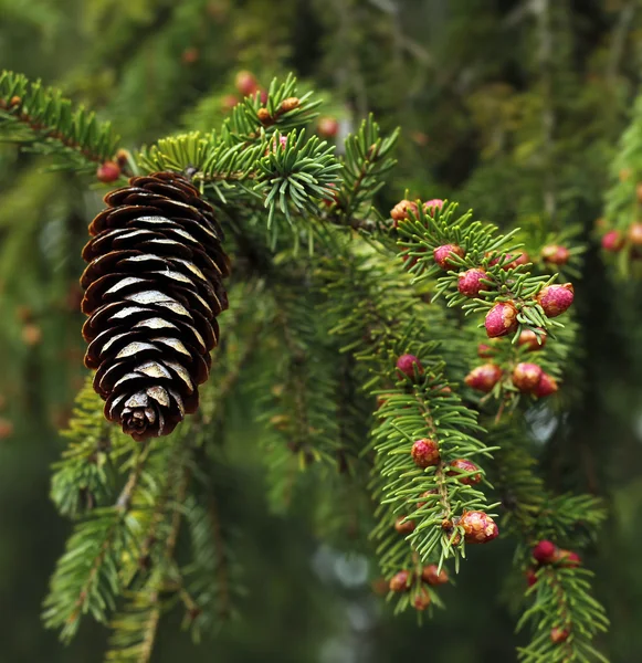 Spruce spring sprout blossom — Stock Image Spruce spring sprout blossom Stock Image