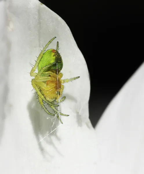 Green spider lurking — Stock Photo, Image