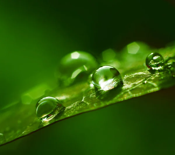 Yeşil soyut su damlaları — Stok fotoğraf