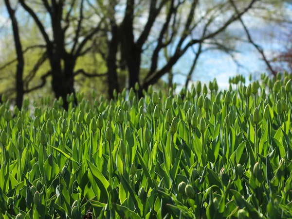 Hill tulipany wiosna — Zdjęcie stockowe