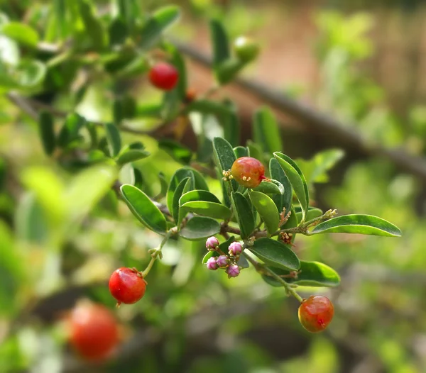 Acerola fiori di ciliegio e bacche — Foto Stock