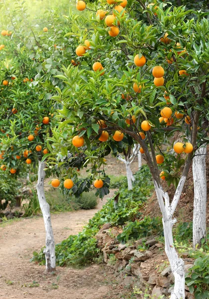 Aranceti mediterranei — Foto Stock