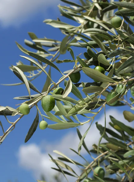 Fresh olive tree branch — Stock Photo, Image