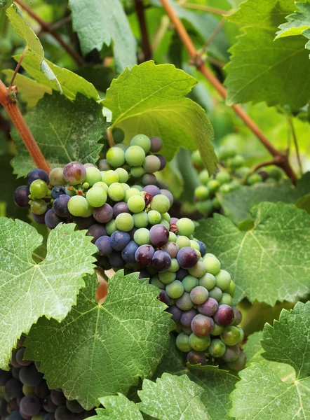 Uvas de vino en el viñedo — Foto de Stock