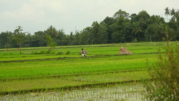 Között a rizs mezők nézetben. szerkesztőség — Stock videók