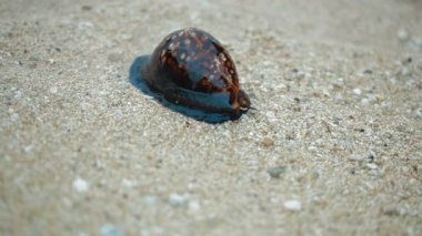 Deniz gastropod ailesi
