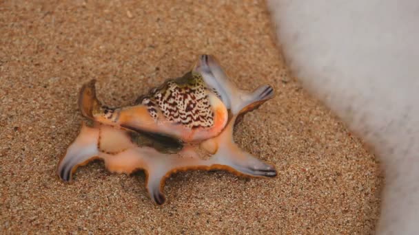 Familia de moluscos Lyambis en la playa — Vídeo de stock