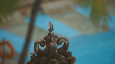 Birdies hindu mimari unsurları üzerinde
