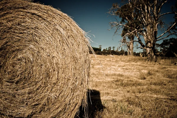 Round bale of harvested hay — Stock Photo, Image