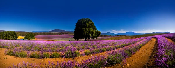 Panoramablick auf Lavendelfelder — Stockfoto