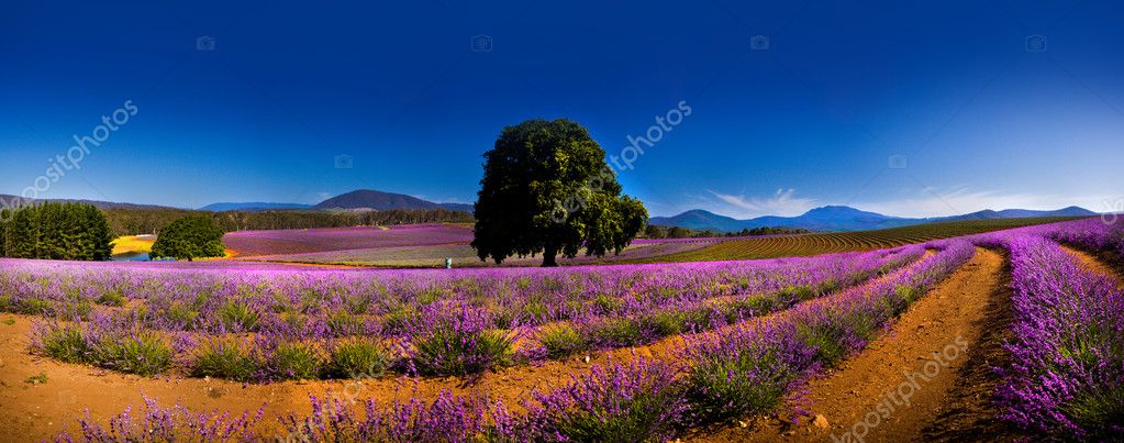 Panoramic view of lavender fields Stock Photo by ©jrstock1 25760837