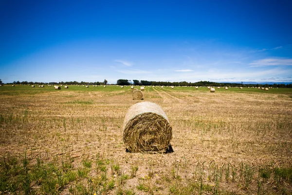 Circular hay bale in a field — Stock Photo, Image