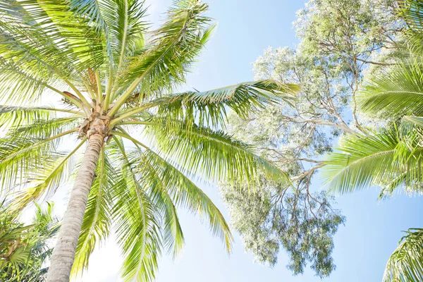 Beautiful tropical palm canopy — Stock Photo, Image