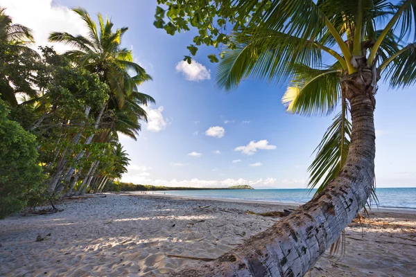 Пальма на тропічному пляжі — стокове фото